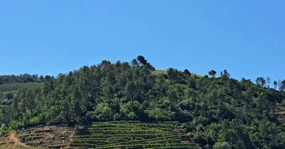 Ruta de las Quintas del Douro: El Itinerario Perfecto de 3 Días