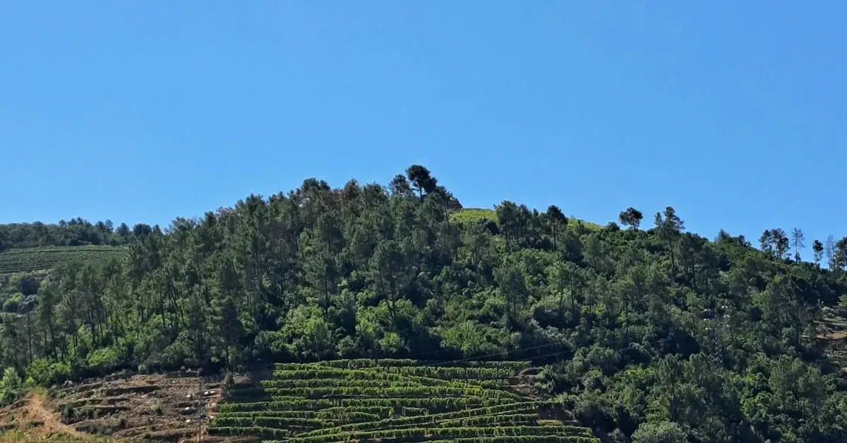 Ruta de las Quintas del Douro: El Itinerario Perfecto de 3 Días
