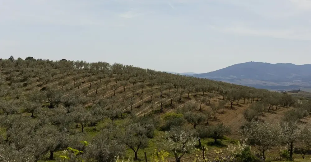 Douro Olive Oil: A Liquid Testimony to the Land