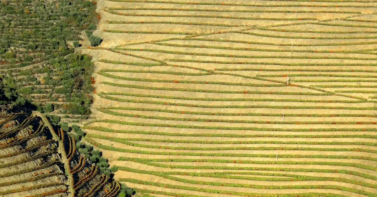 Quinta do Vesúvio: Le Domaine le Plus Monumental du Douro Supérieur