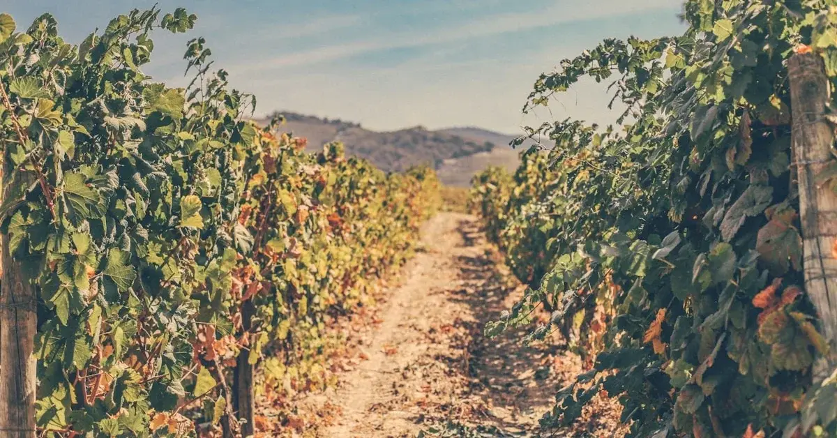 Winemaking Workshops in the Douro: Learn to Make Wine