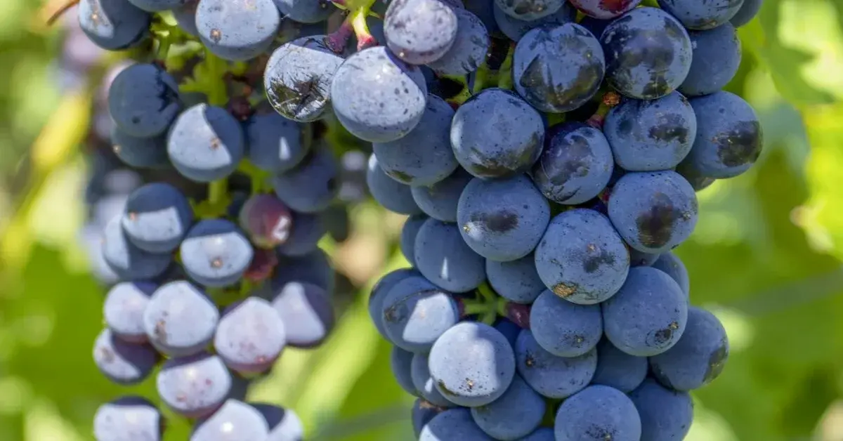 Vineyard Spa in the Douro: Wine Therapy and Wellness at the Quintas