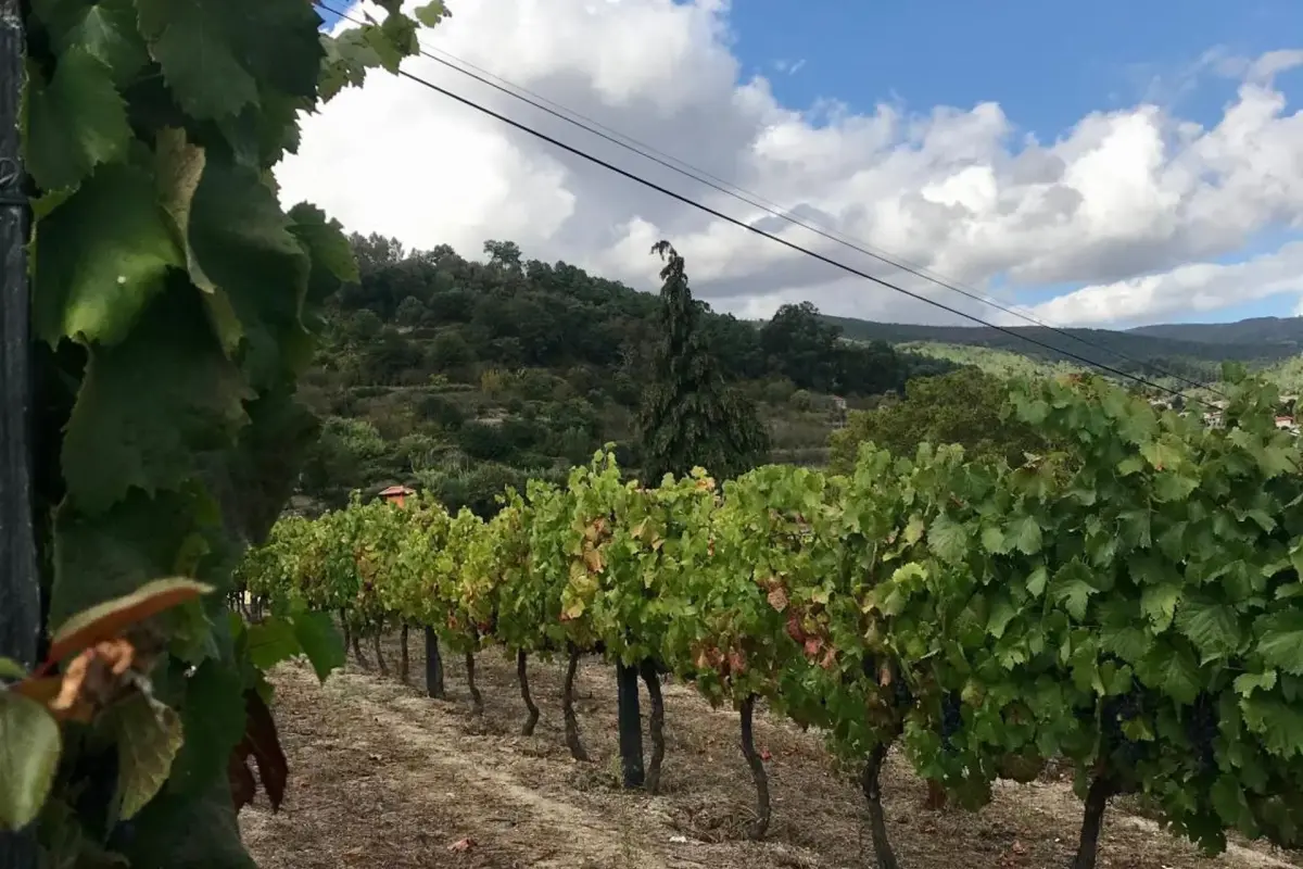 Private Douro- Quinta das Susandas - Imagem 30