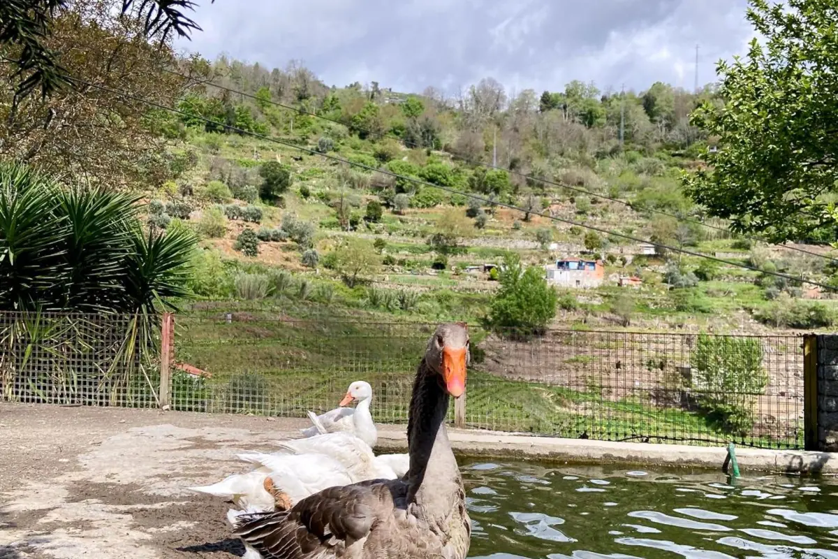 Private Douro- Quinta das Susandas - Imagem 40