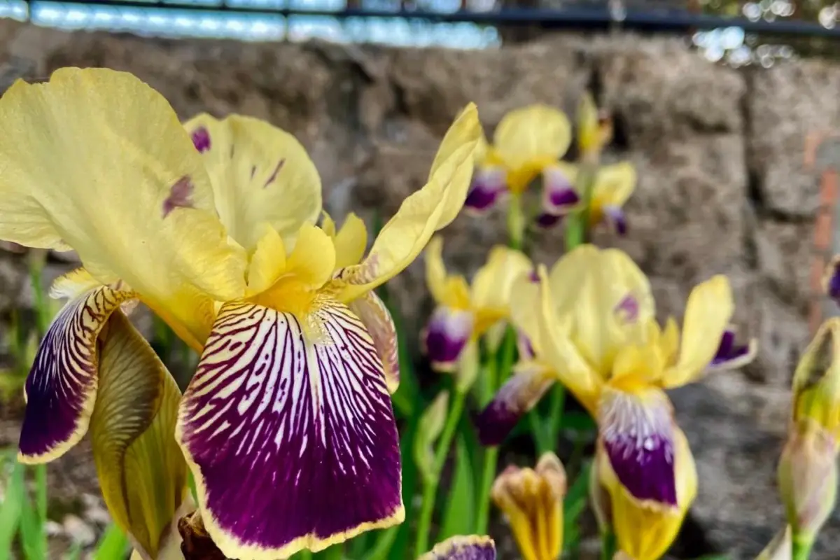 Private Douro- Quinta das Susandas - Imagem 48