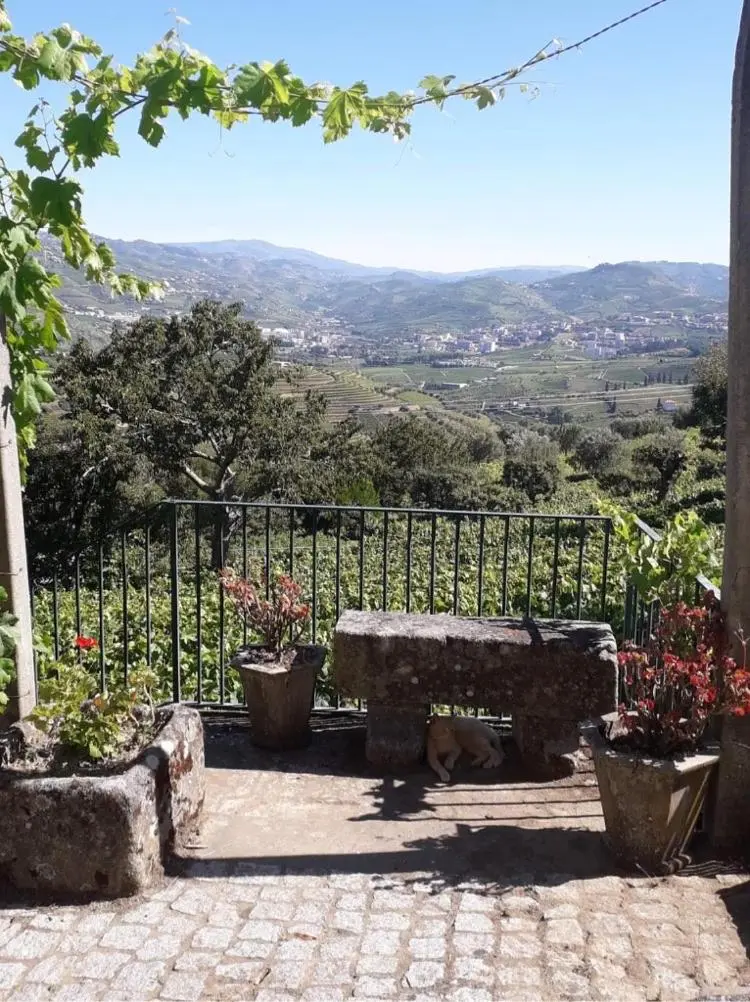 Discover the Quinta Casa Do Quintal: An Unforgettable Experience - Imagem 26