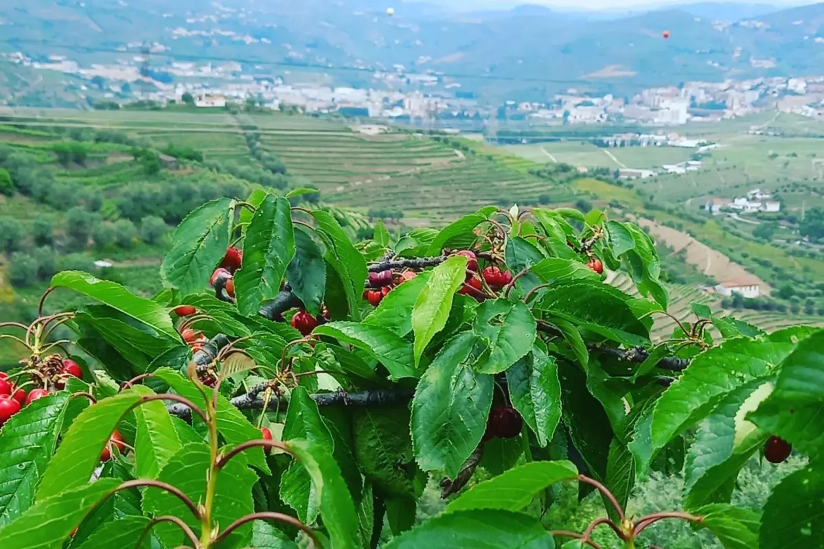 Discover the Quinta Casa Do Quintal: An Unforgettable Experience - Imagem 65