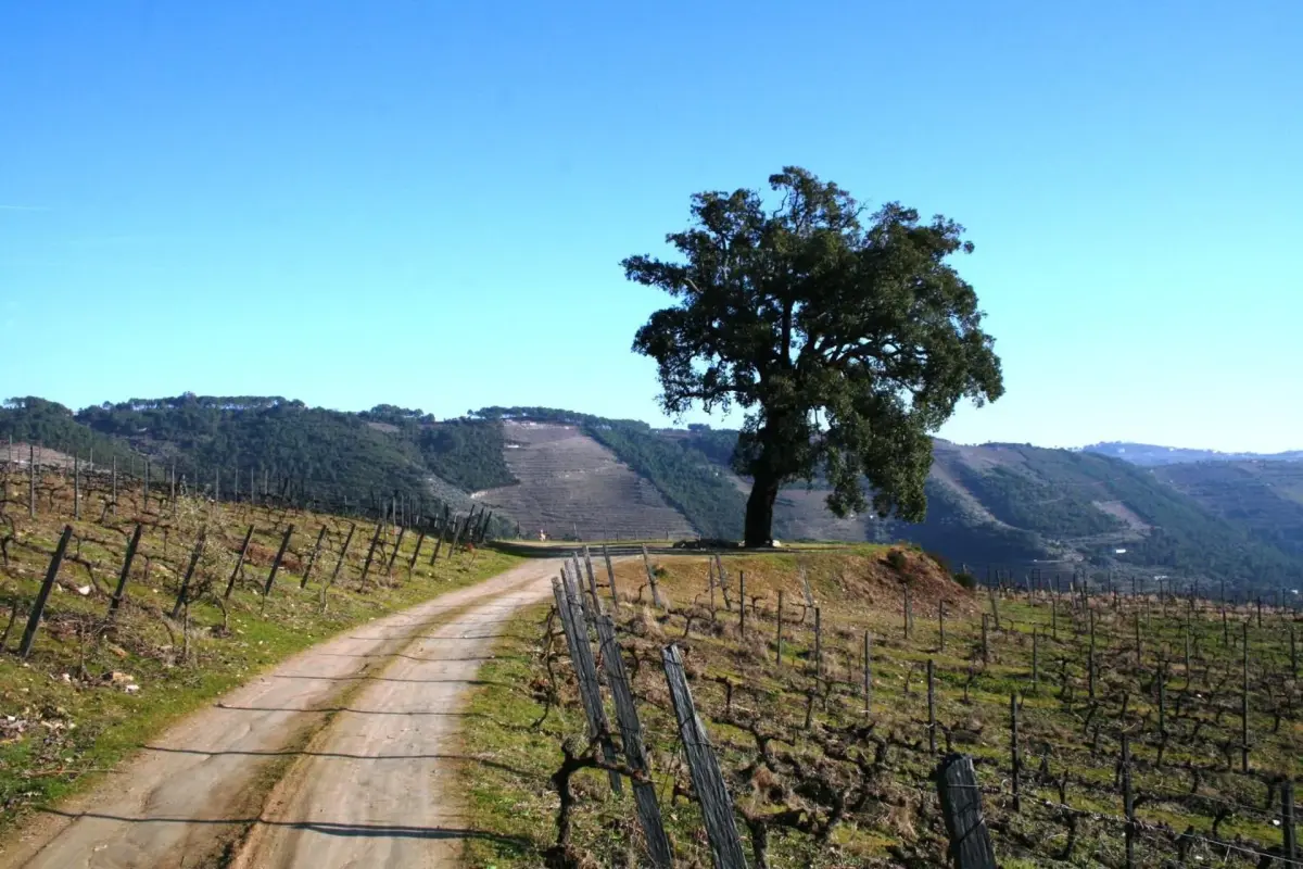 Discover Quinta da Cumieira: The Ideal Retreat for Everyone - Imagem 40