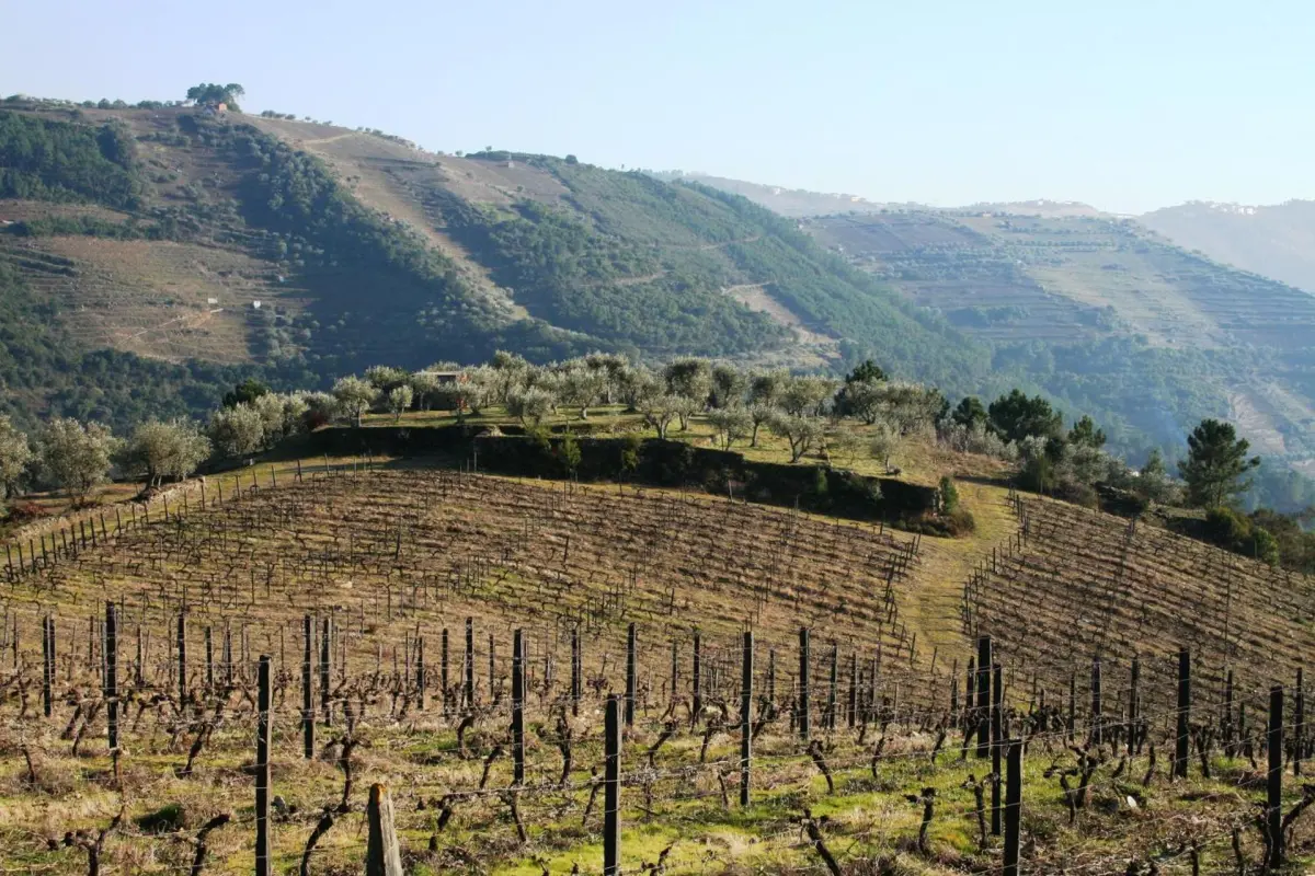 Discover Quinta da Cumieira: The Ideal Retreat for Everyone - Imagem 41