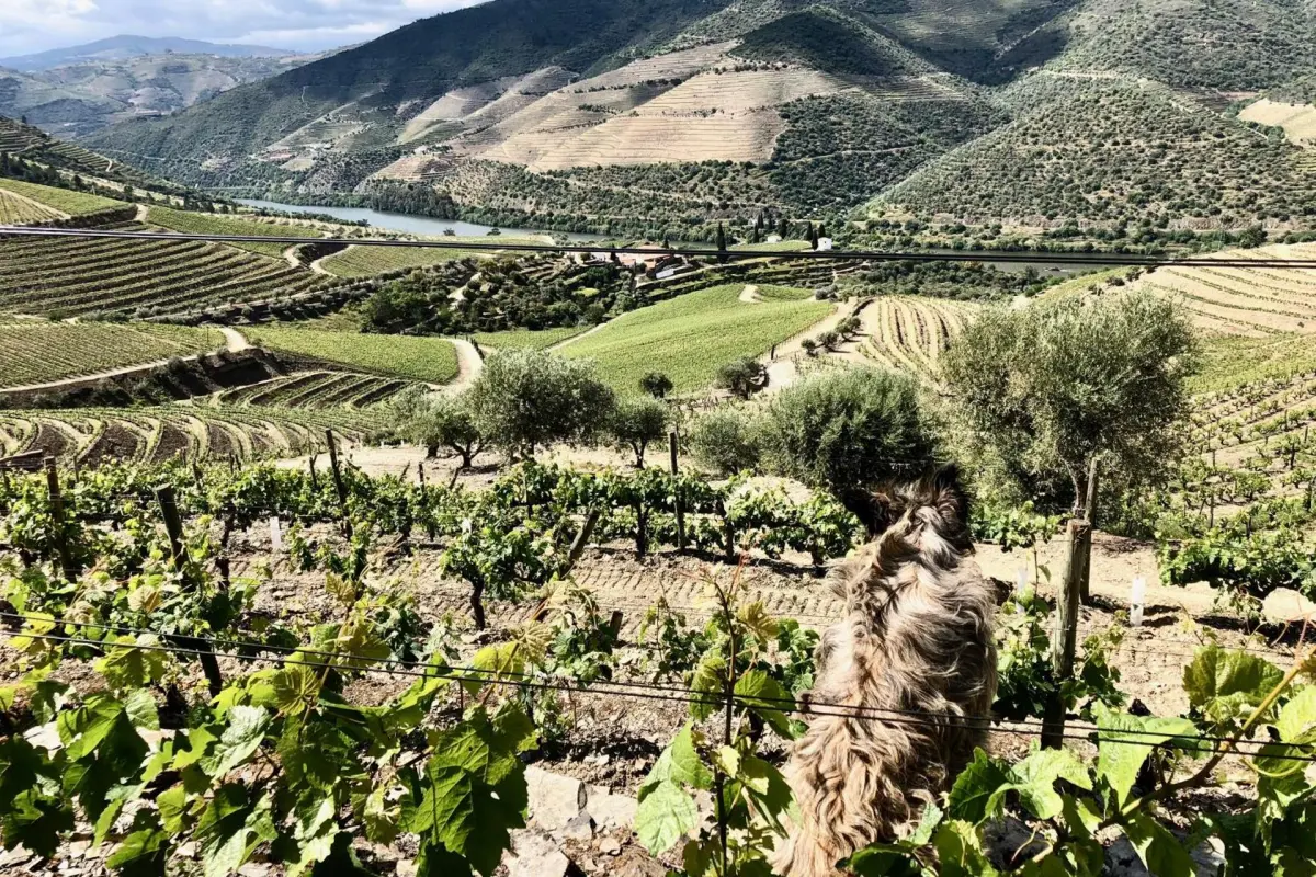 Discover Quintada da Gricha: The Ideal Refuge for Everyone - Imagem 81