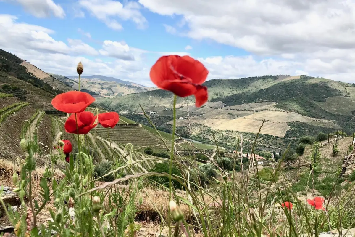 Discover Quintada da Gricha: The Ideal Refuge for Everyone - Imagem 83