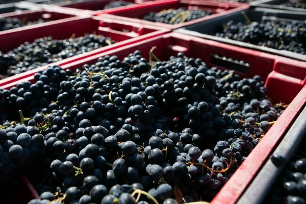 Discover Quintada da Gricha: The Ideal Refuge for Everyone - Imagem 84