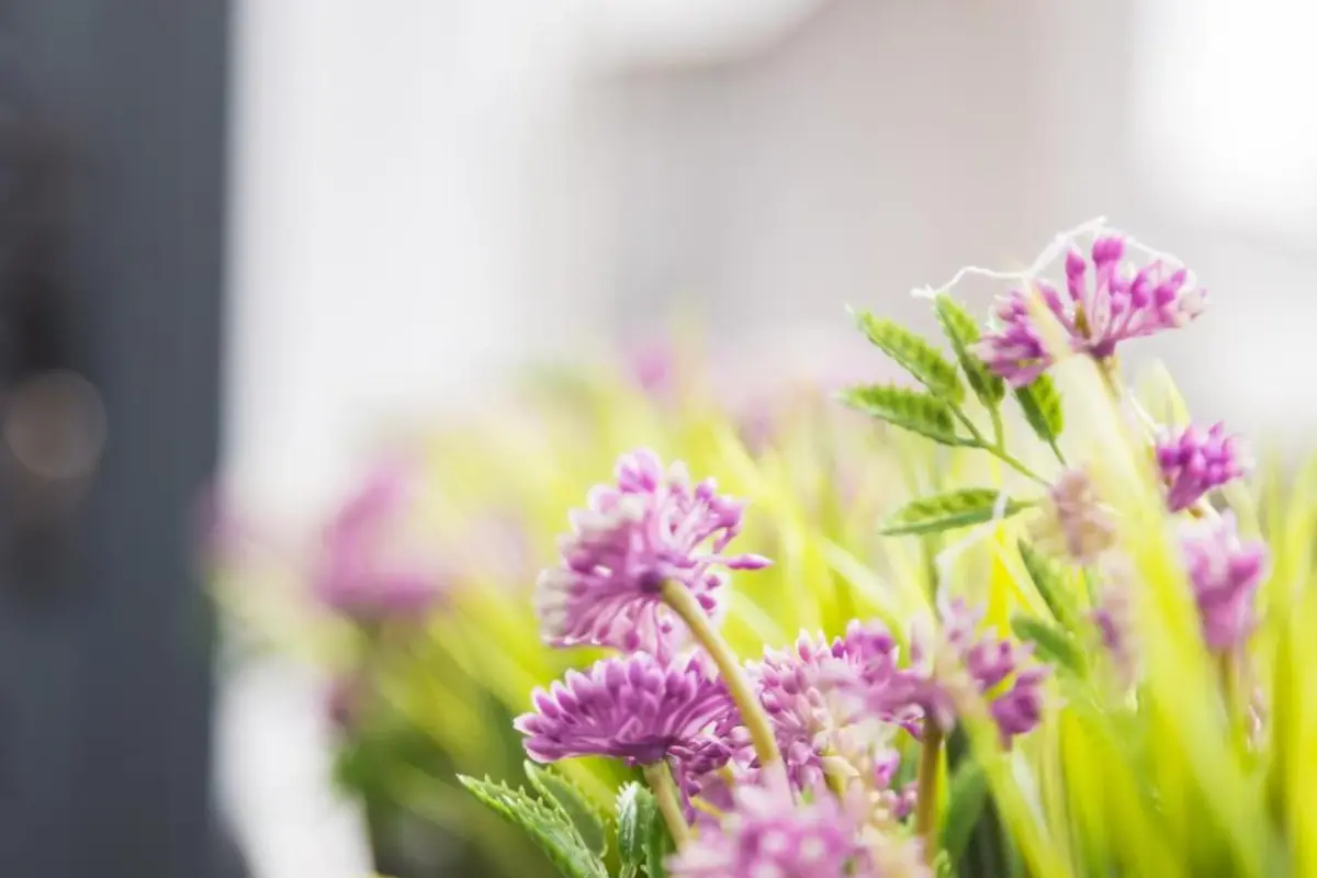 Quinta da Salada - Alojamento Local Douro - Imagem 62