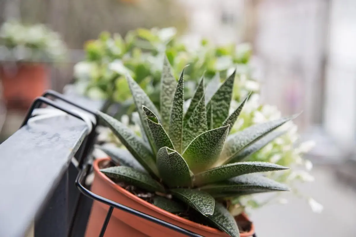 Quinta da Salada - Alojamento Local Douro - Imagem 64