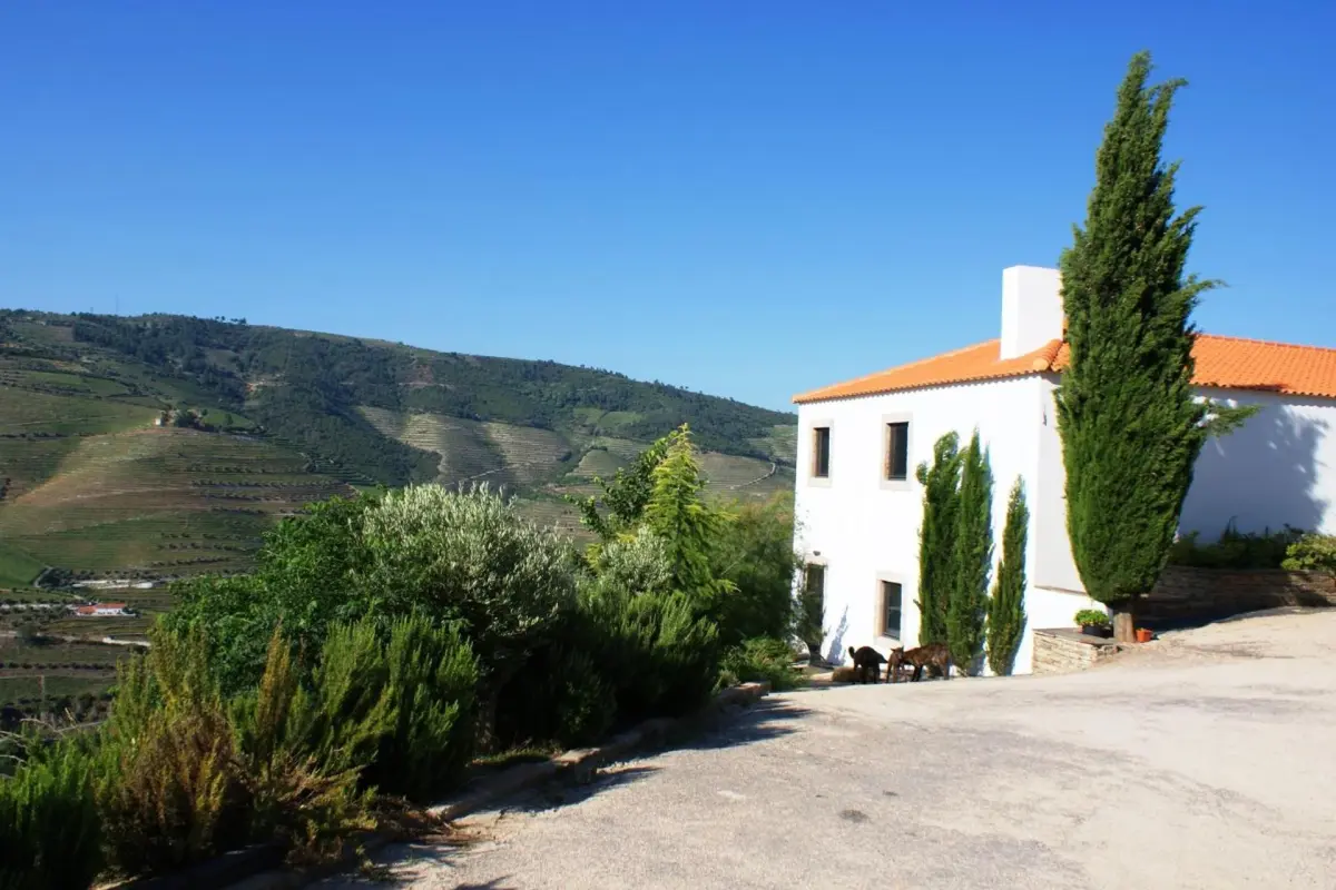 Discover Quinta da Veiga: The Perfect Refuge for Everyone - Imagem 35