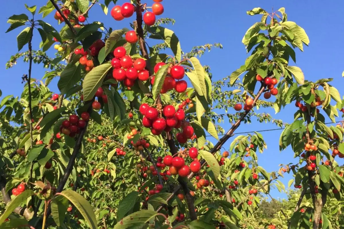 Discover the CasalMato Farm: Your Unmatched Hospitality Experience - Imagem 84