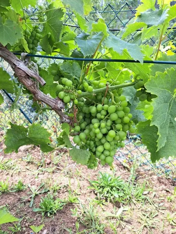 Quinta de VillaSete - Imagem 26