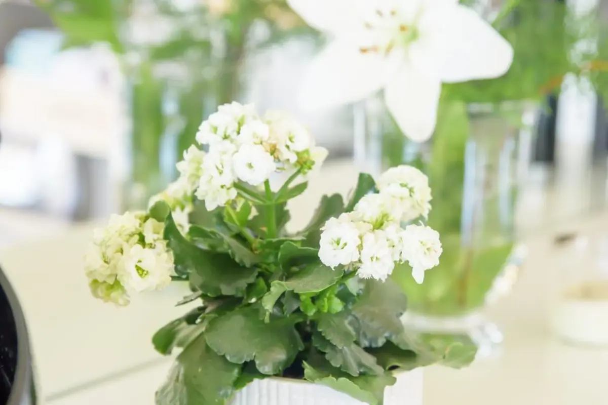 Discover the Charm of Quinta Do Bosque: A Unique Hospitality Experience - Imagem 8