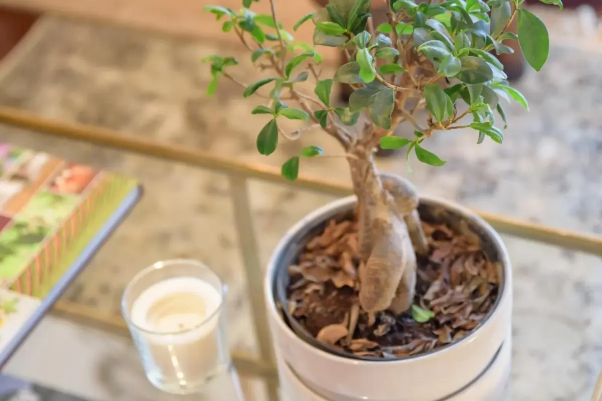 Discover the Charm of Quinta Do Bosque: A Unique Hospitality Experience - Imagem 85