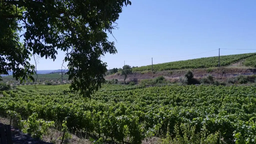 Quinta do Salgueiro - Turismo Rural - Imagem 16