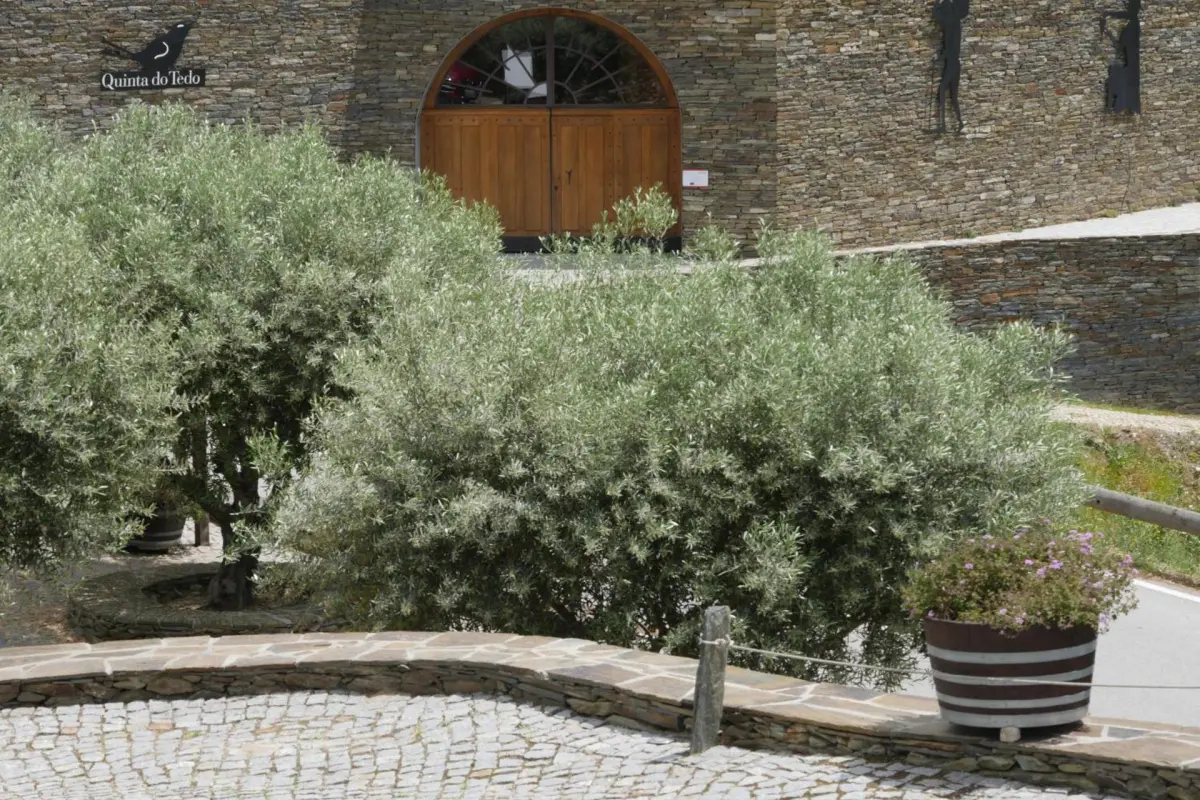 Discover Quinta do Tedo: A Refuge of Charm and Comfort - Imagem 75