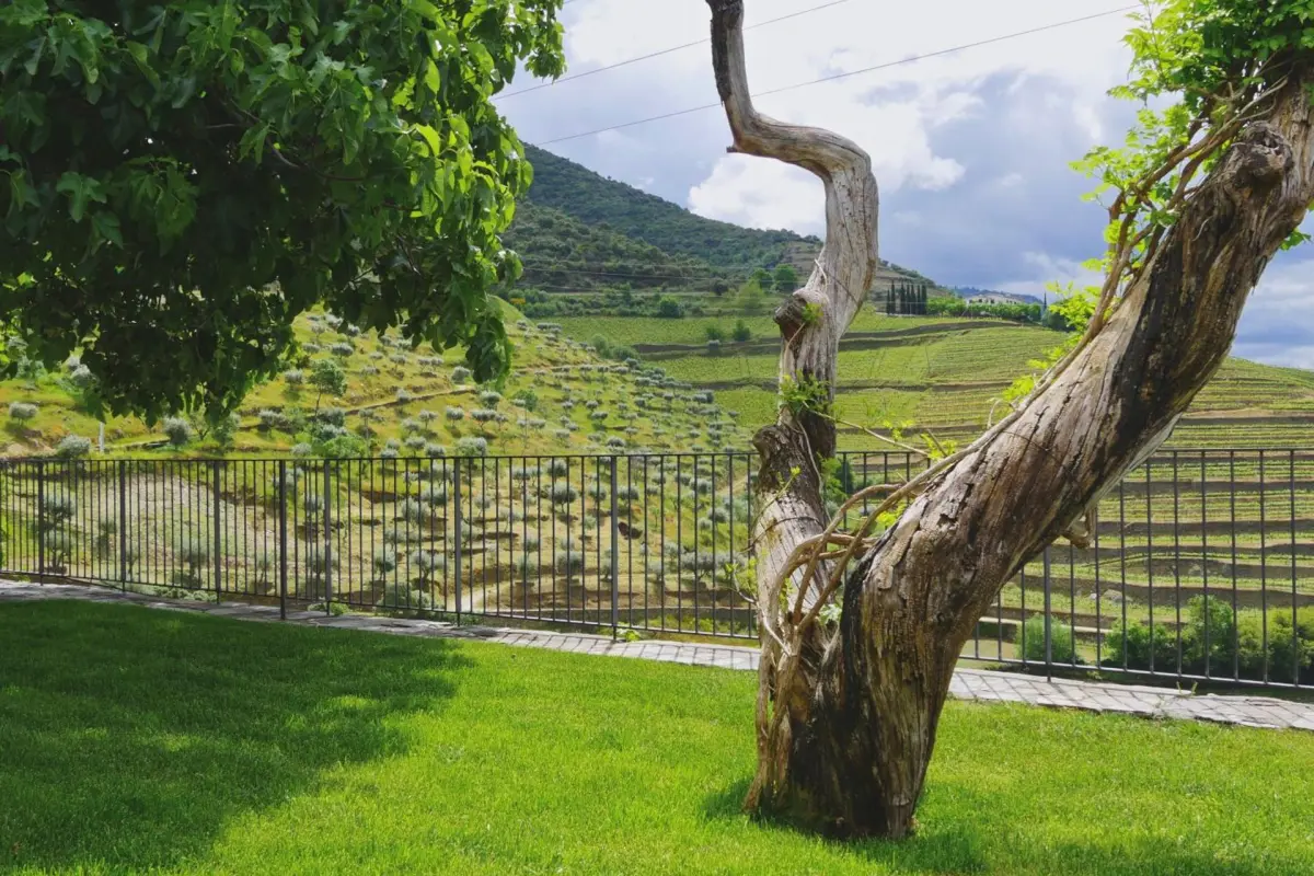 Discover Quinta do Tedo: A Refuge of Charm and Comfort - Imagem 88