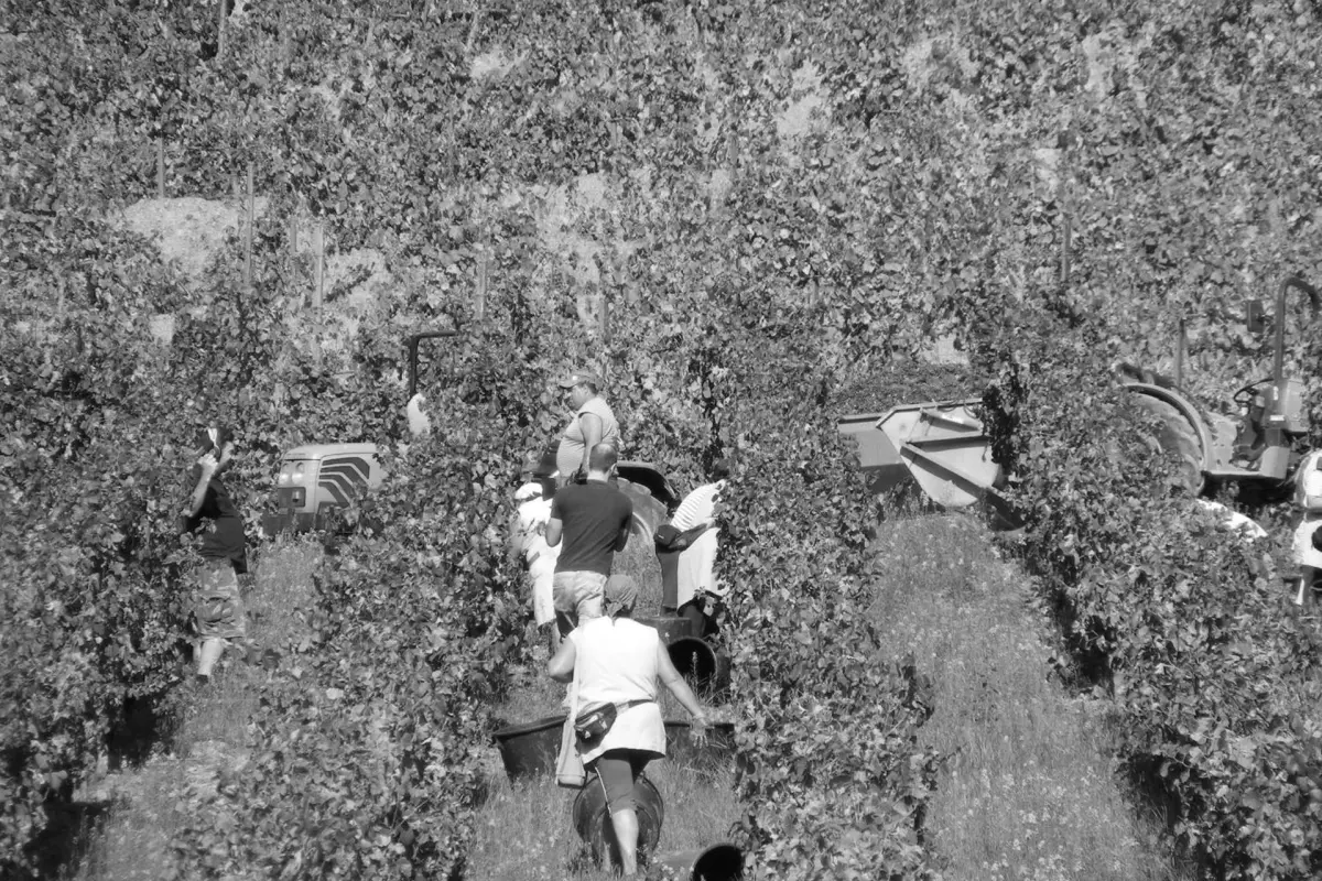 Experience Tranquility at Solar Quinta da Portela - Douro - Imagem 50