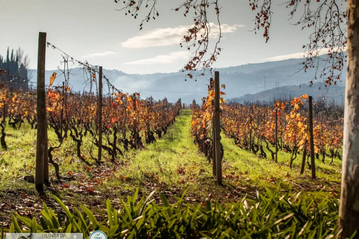 The Discovery of Wine House Hotel - Quinta da Pacheca - Imagem 26