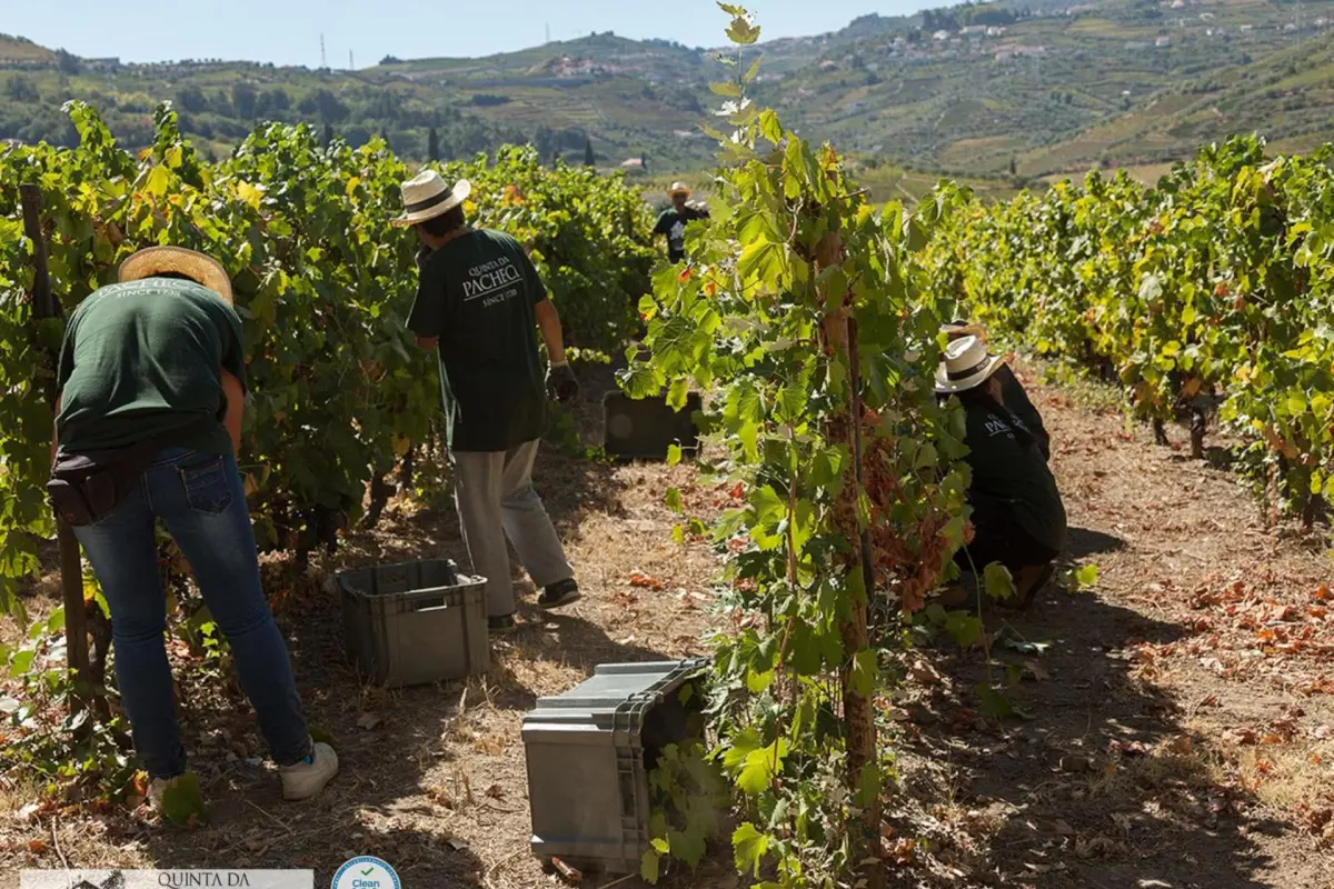 The Discovery of Wine House Hotel - Quinta da Pacheca - Imagem 40