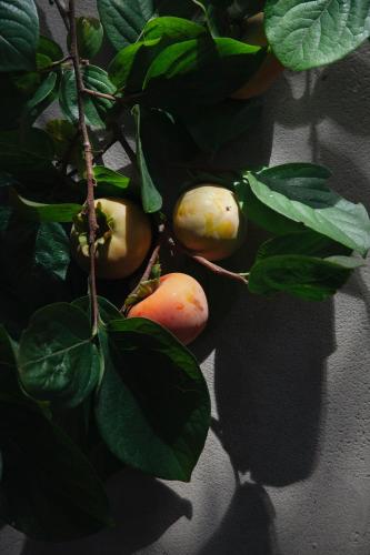 A Padaria Farmhouse – photo 2