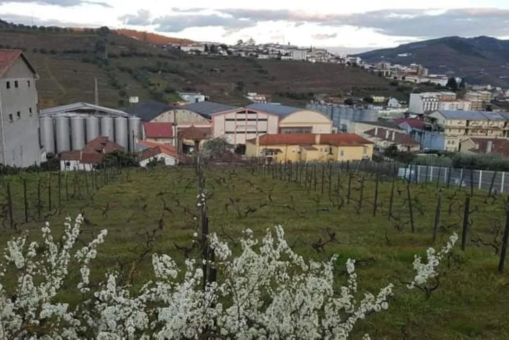Casa Moscatel - Douro Valley – foto 5