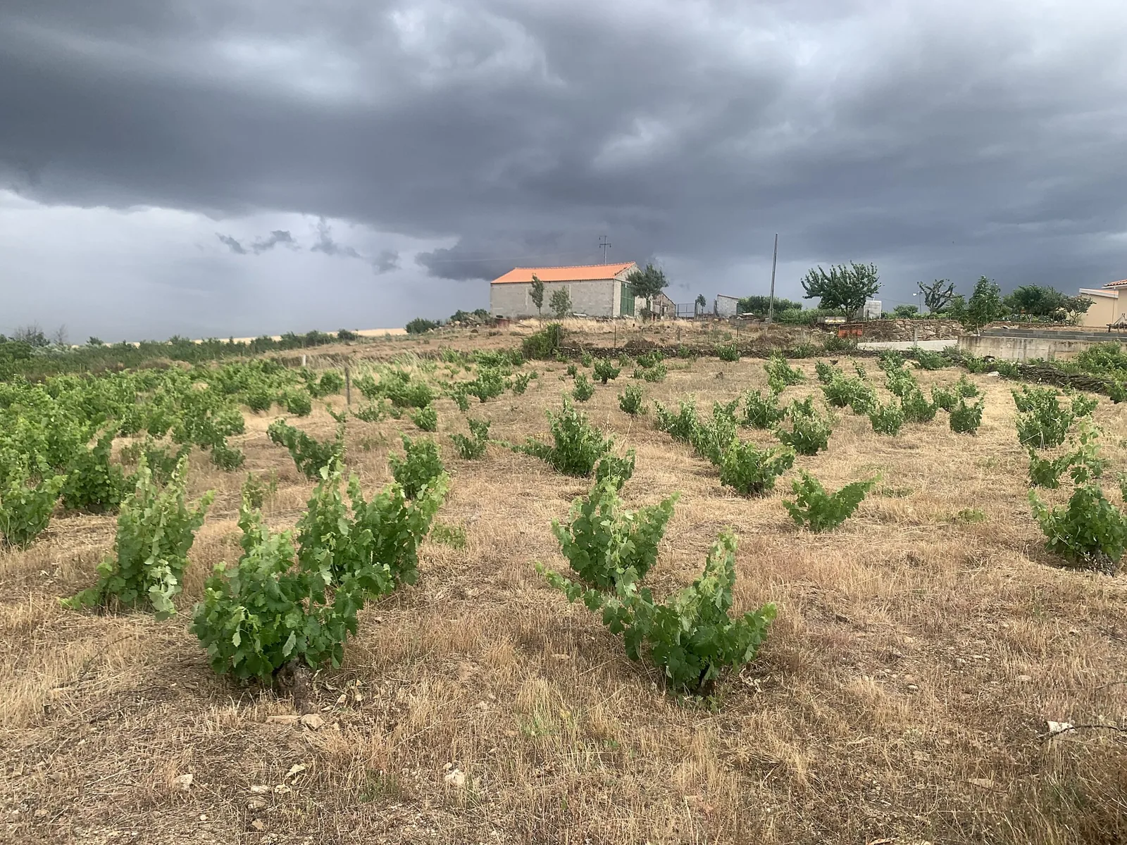 Vinha velha em Sendim, Miranda do Douro