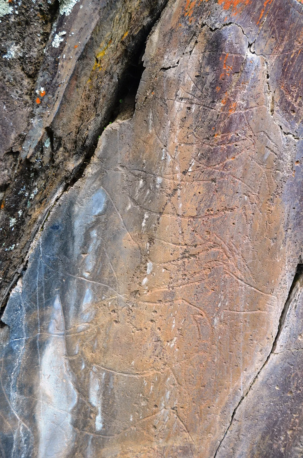 Fels mit paläolithischen Gravuren eines Rindes bei Penascosa, Côa-Tal