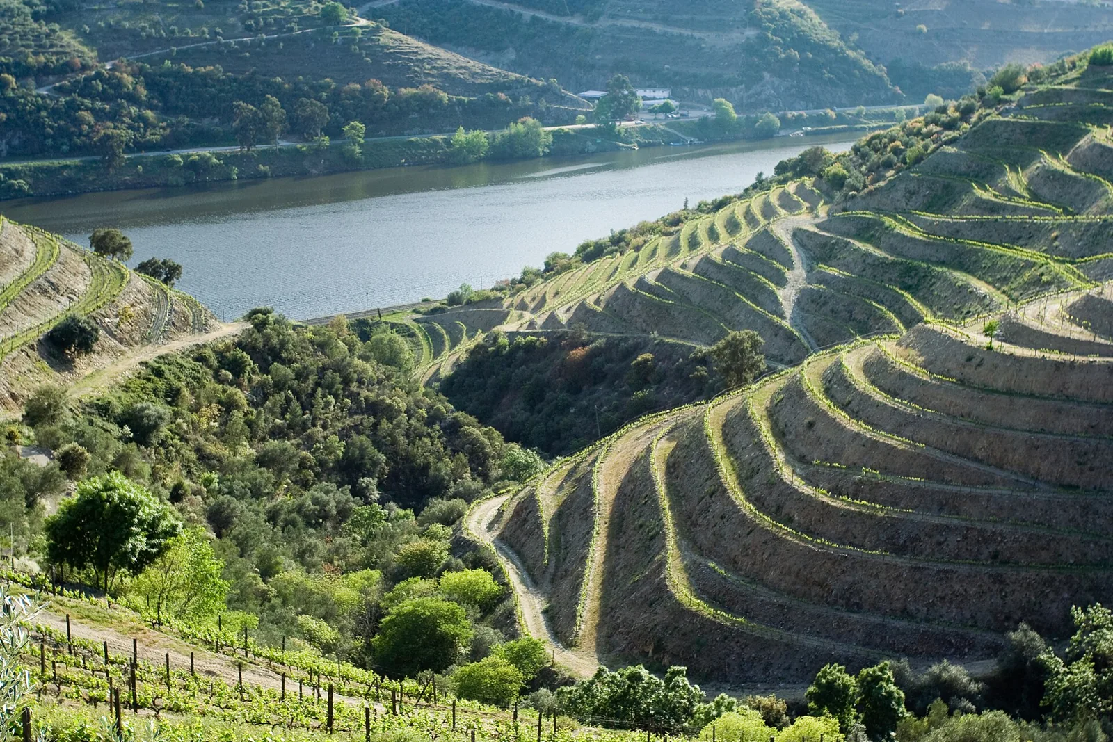 Vinhas em socalcos da Quinta Nova com o rio Douro ao fundo