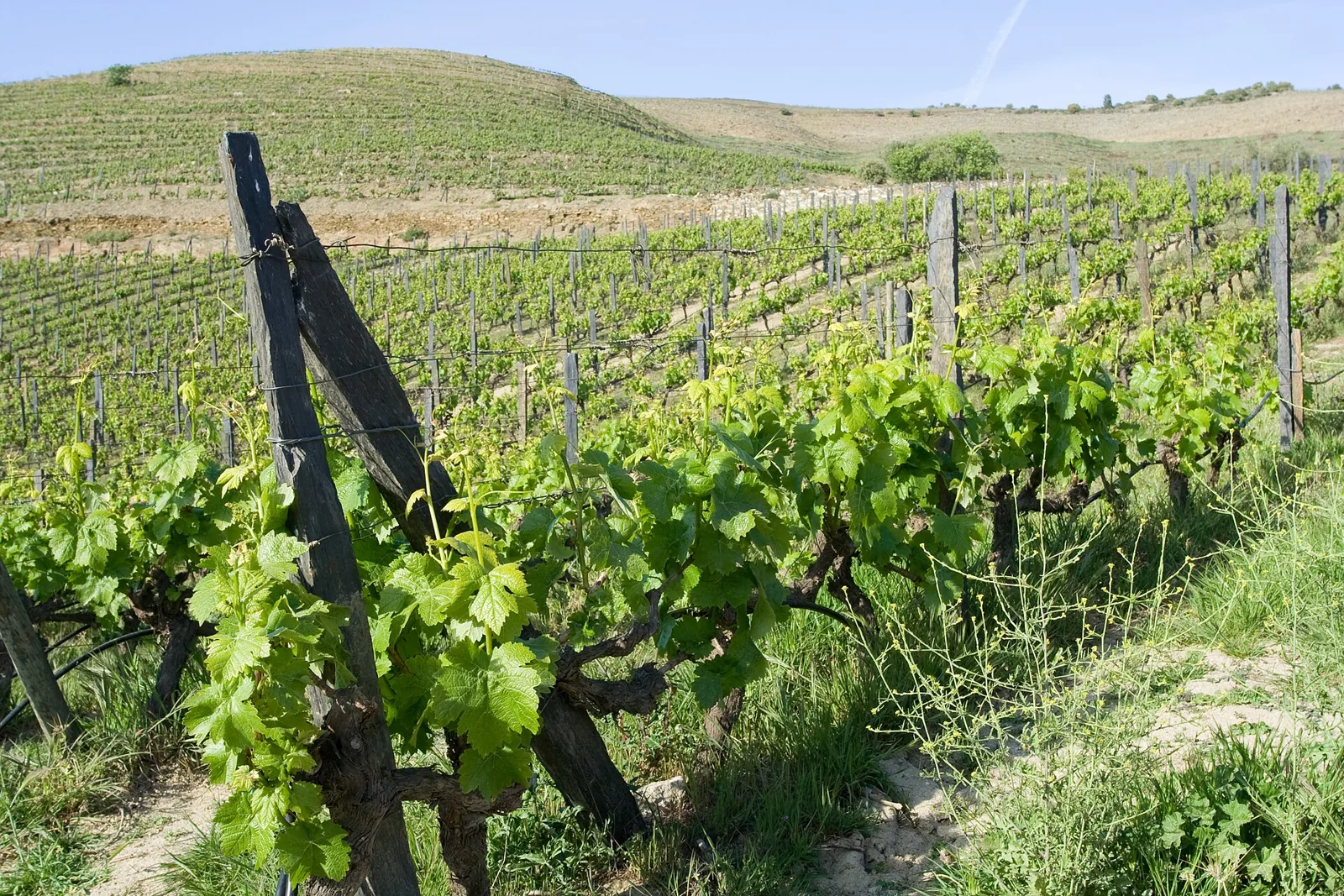 Vinha na Quinta Nova, no Douro