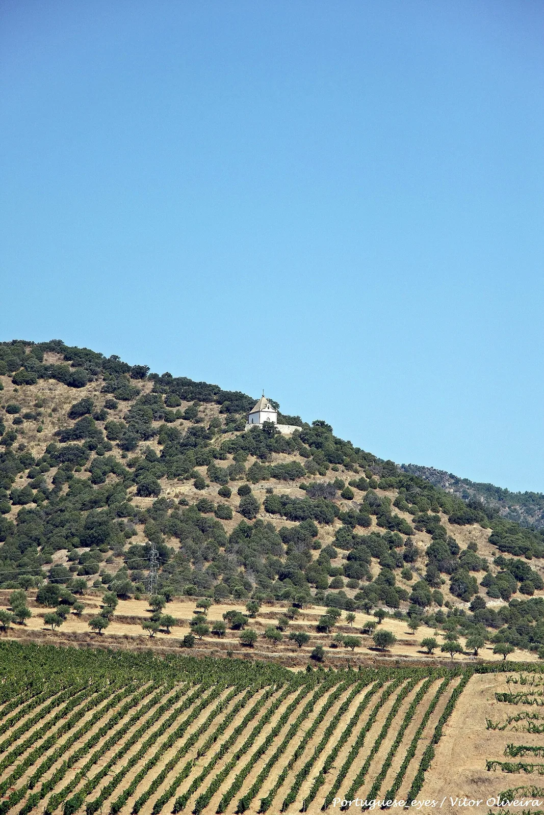 Encosta com vinha na Quinta do Vale Meão, no Douro Superior