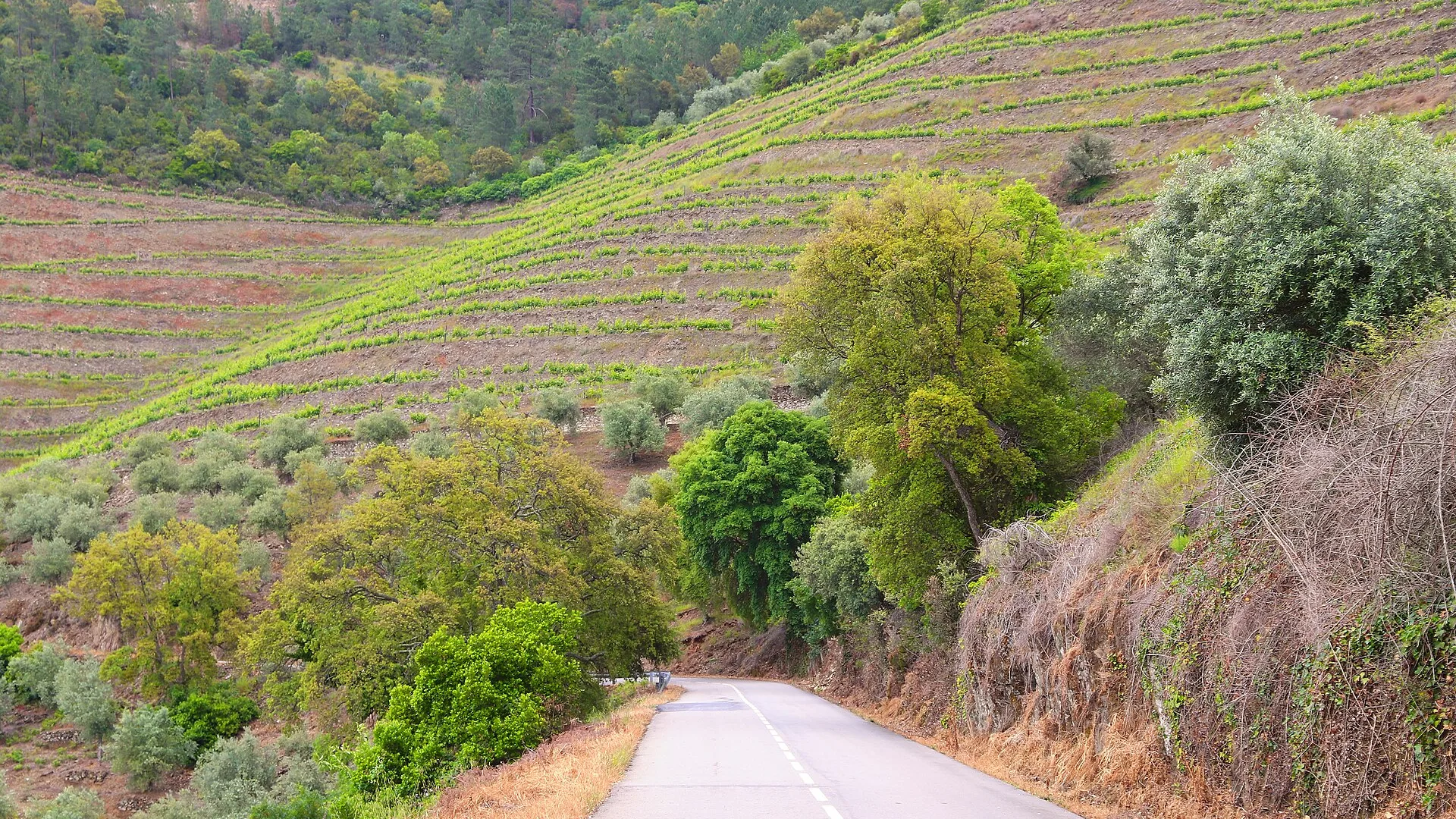 Rota N222 no Douro: O Melhor Percurso de Carro em Portugal