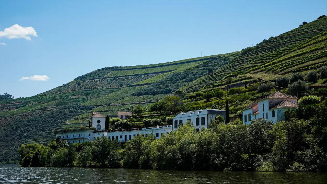 Vinhas em socalcos a descer até ao rio Douro, a paisagem que se vê da Linha do Douro
