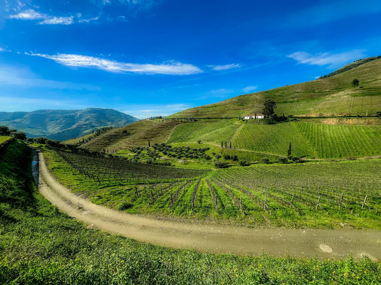 Vinhas em socalcos nas encostas verdes da região vinhateira do Douro, no Norte de Portugal