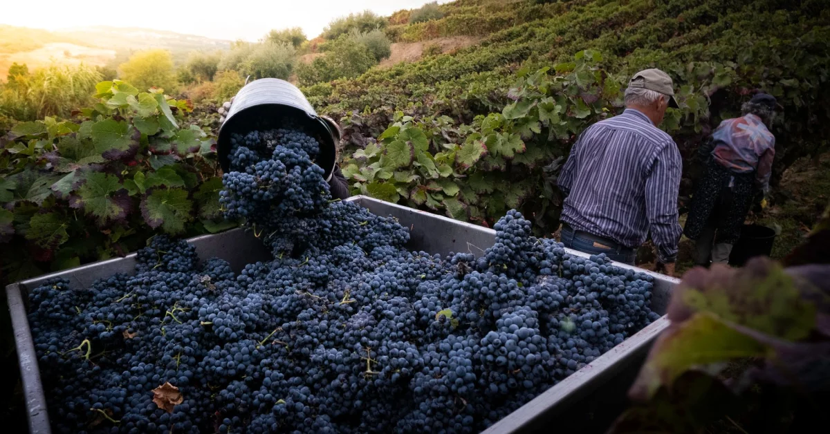 Roteiro de vindimas no Douro (setembro)