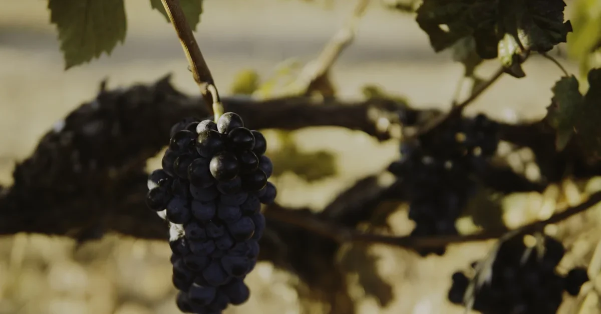 Variedades de Uva del Douro: Guía Completa de Uvas Autóctonas