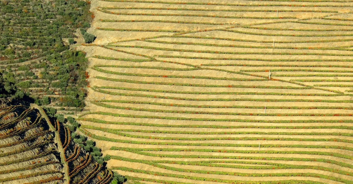 Quinta do Vesúvio: A Quinta Mais Monumental do Douro Superior