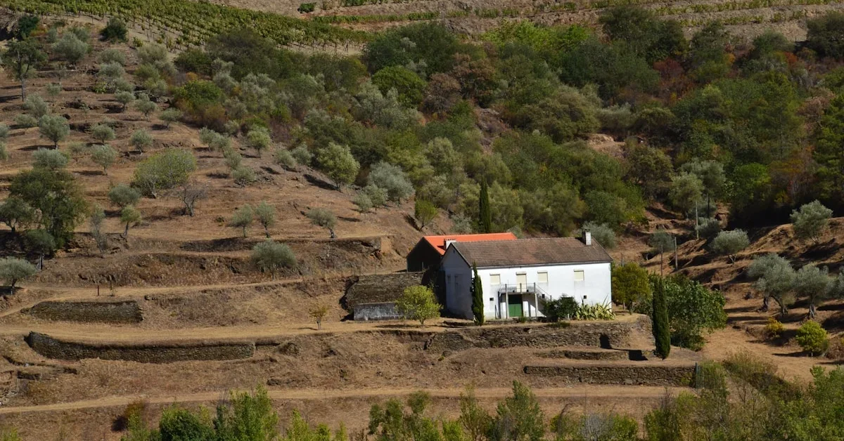Douro Sostenible: Cómo Viajar de Forma Responsable en el Valle del Vino