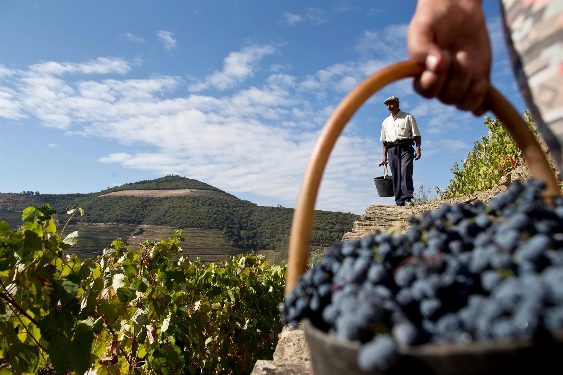 Castas de vinho produzido no Douro Vinhateiro: Conheça as principais variedades