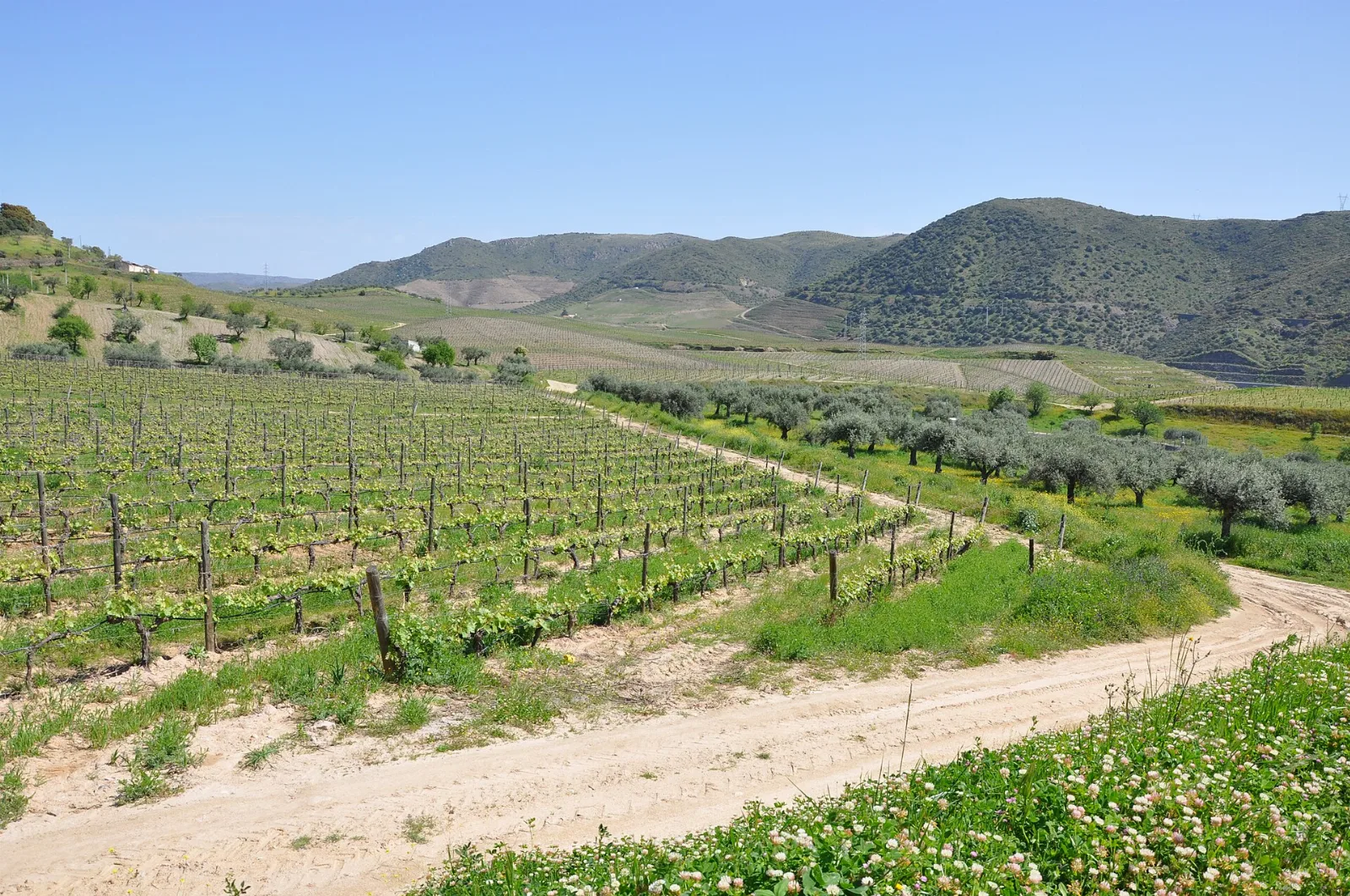 Vinhas da Quinta do Vale Meão, no Douro Superior