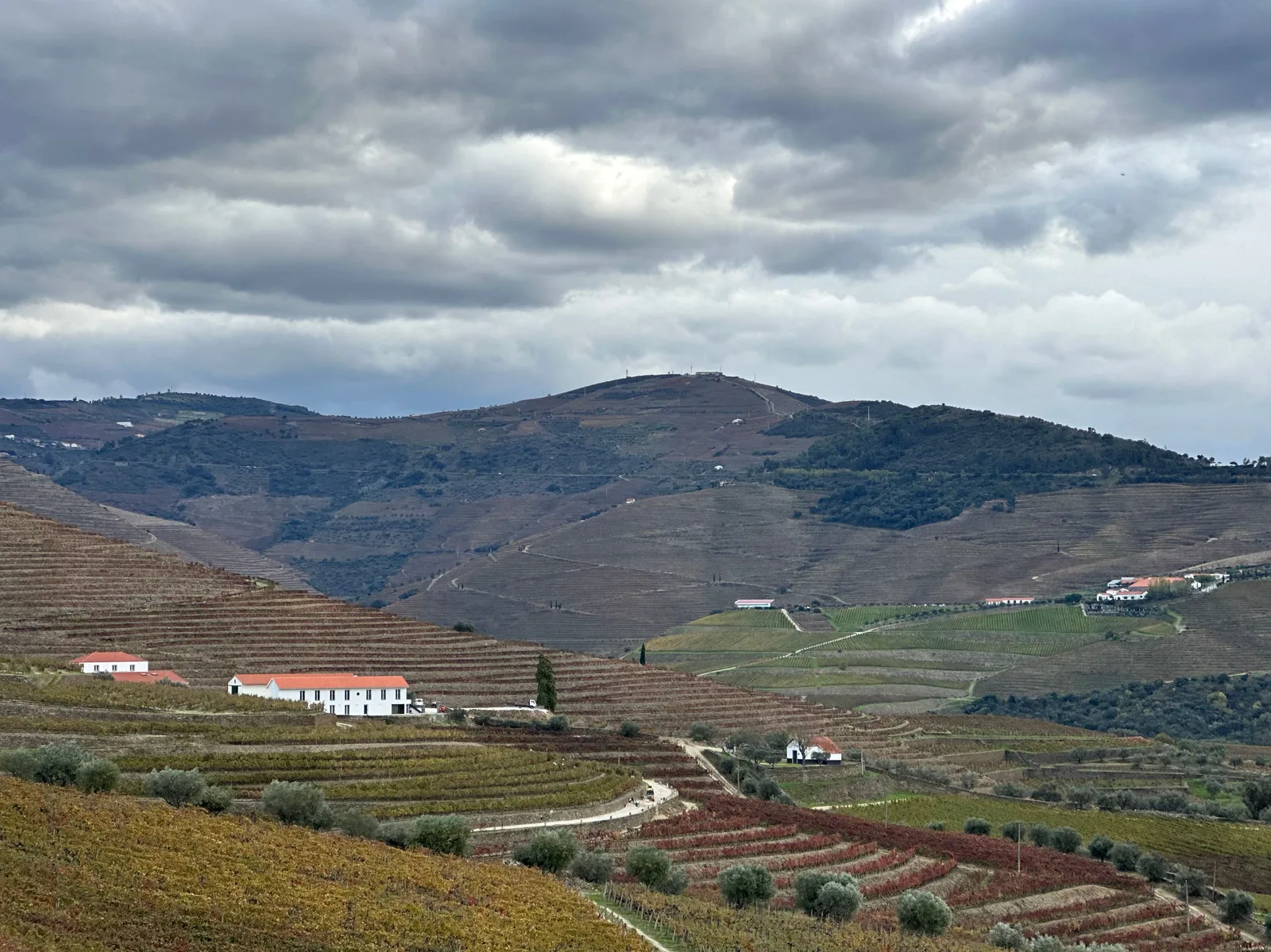 I terrazzamenti del Douro nei toni dorati dell’autunno