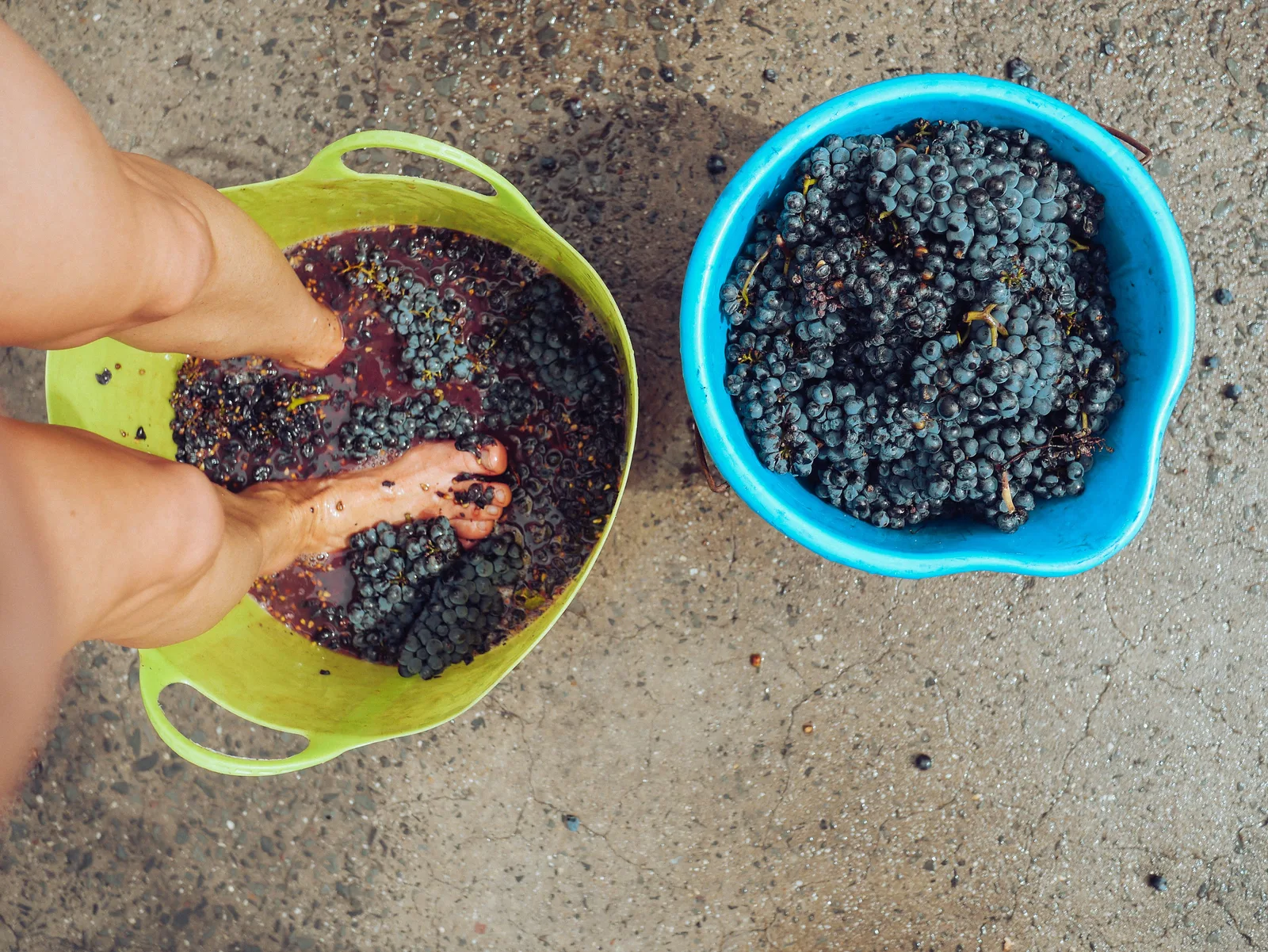 La pigiatura dell’uva, la tradizione più festosa della vendemmia