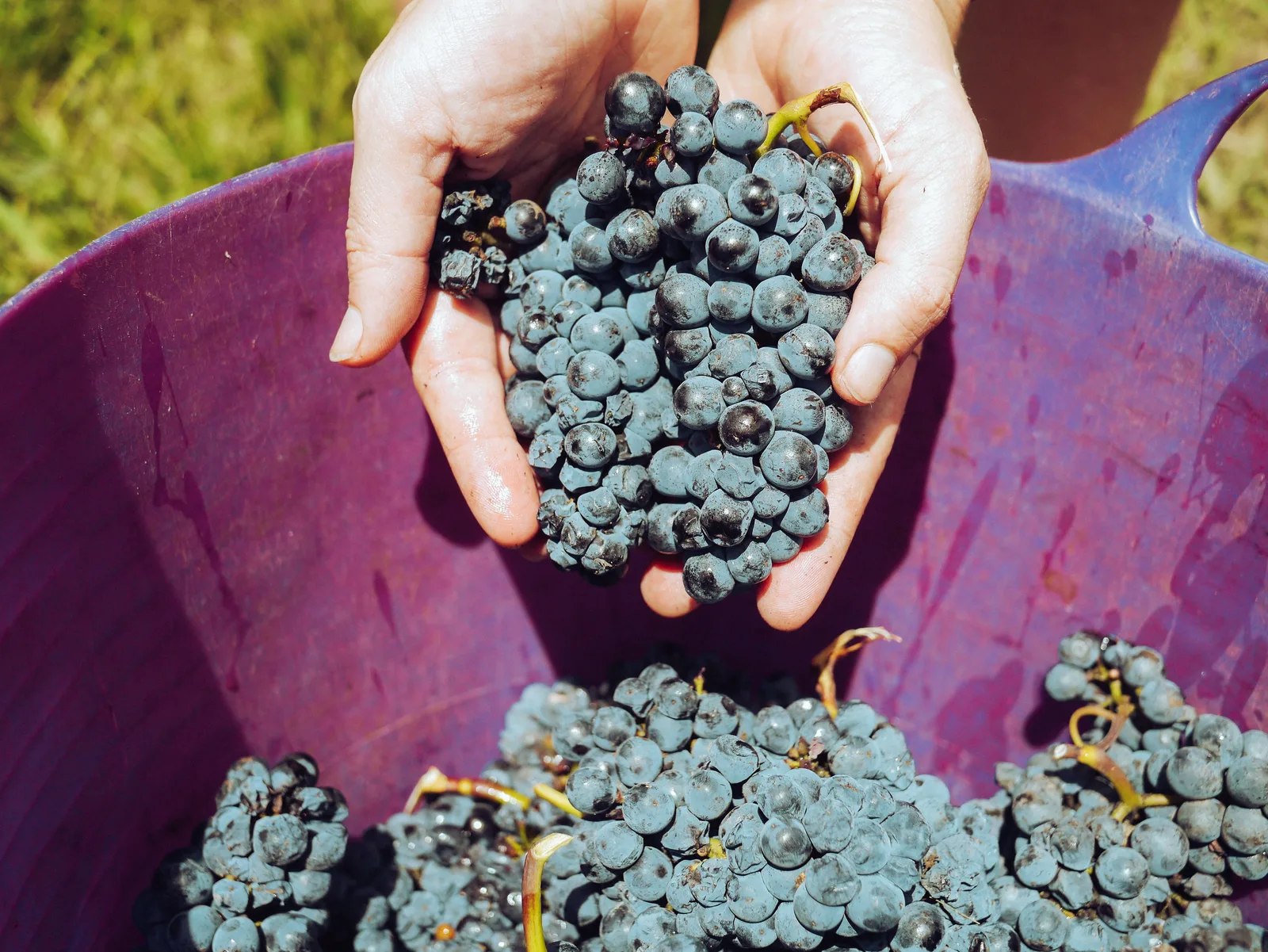 Uvas tintas colhidas à mão durante a vindima